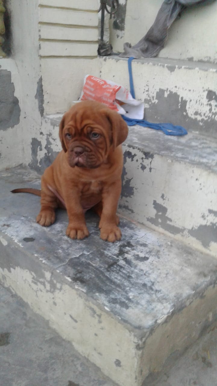 French mastiff